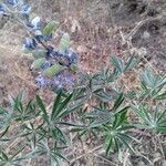 Lupinus sericeus Blatt