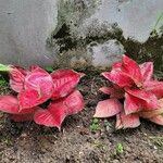 Aglaonema commutatum Liść