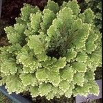 Selaginella martensii Levél