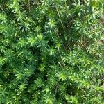 Galium albumLeaf