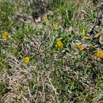 Chamaecytisus ratisbonensis Blatt