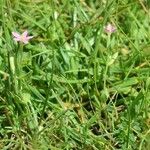 Centaurium pulchellum 整株植物