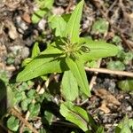 Collinsia verna Leaf