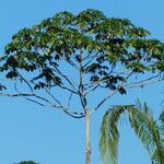 Cecropia peltata Leaf