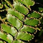 Adiantum hispidulum Fruit