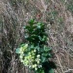 Asclepias viridis Žiedas