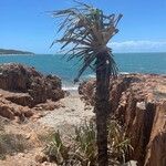 Pandanus spiralis Hábito