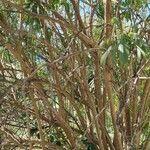 Convolvulus floridus Bark