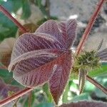 Jatropha gossypiifolia Folio