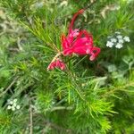 Grevillea rosmarinifolia Цветок