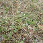 Trifolium arvense Libunga