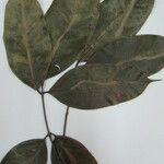 Spirotropis longifolia Ostatní