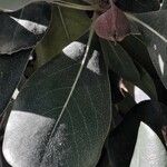 Pittosporum tobira Blatt