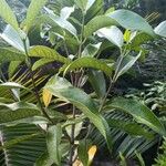 Annona reticulata पत्ता