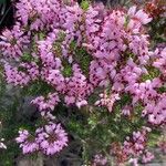 Erica multiflora Цветок