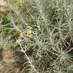 Helichrysum italicum ᱥᱟᱠᱟᱢ