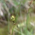 Carex panicea Çiçek