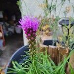 Liatris spicataЦвят