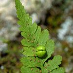 Cystopteris bulbifera 葉