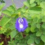 Clitoria ternatea Flower