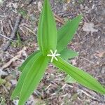 Maianthemum stellatum Cvet