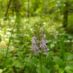 Dactylorhiza fuchsii Fula