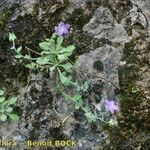 Campanula mollis Habit