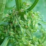 Rumex conglomeratus Blüte