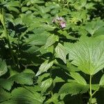 Epilobium alpestre Квітка