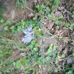 Allium massaessylum Fula