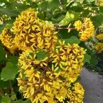 Roldana petasitis Flor