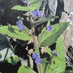 Pentaglottis sempervirens Flors