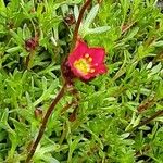 Saxifraga rosacea Blomma