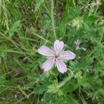 Geranium viscosissimum Kukka