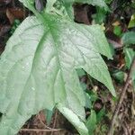 Dorstenia contrajerva Leaf