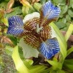 Neomarica gracilis 花