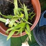 Hypoxis baurii Flower