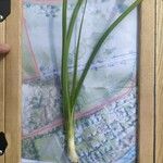 Zostera marina Folha