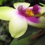 Phalaenopsis bellina Flower