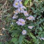 Symphyotrichum × versicolor Çiçek