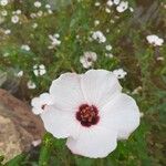 Pavonia hastata Flower