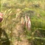 Bromus tectorum Цвят