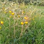 Solanum elaeagnifolium Elinympäristö