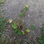 Potentilla indicaBlatt