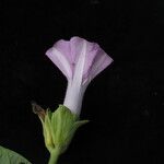 Argyreia roxburghii Flower