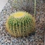 Ferocactus cylindraceus Leaf