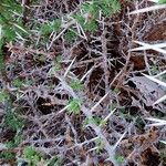 Vachellia tortilis Bark