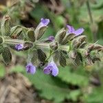 Salvia × sylvestris Flower