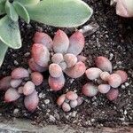 Pachyphytum oviferumLevél