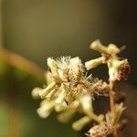 Monosis conferta Flor